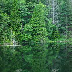 針葉樹林と湖、カナダ、ブローム湖  フォレストグリーン ポスター 5枚目の画像