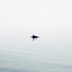 エーゲ海のイルカ、ミニマル 5枚目の画像