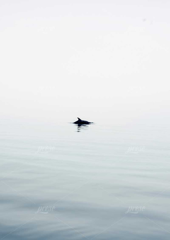 エーゲ海のイルカ、ミニマル 5枚目の画像