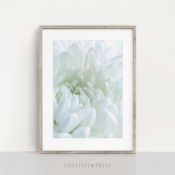 ホワイト・クリサンセマム、白菊の花 1枚目の画像