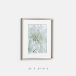 ホワイト・クリサンセマム、白菊の花 2枚目の画像