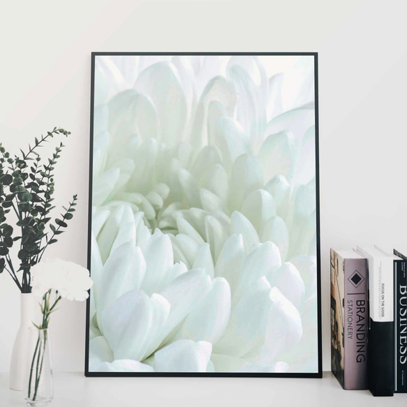 ホワイト・クリサンセマム、白菊の花 3枚目の画像