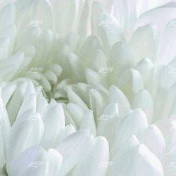 ホワイト・クリサンセマム、白菊の花 5枚目の画像