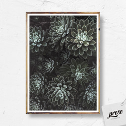 多肉植物のエケベリア、ボタニカルなインテリアポスター 2枚目の画像