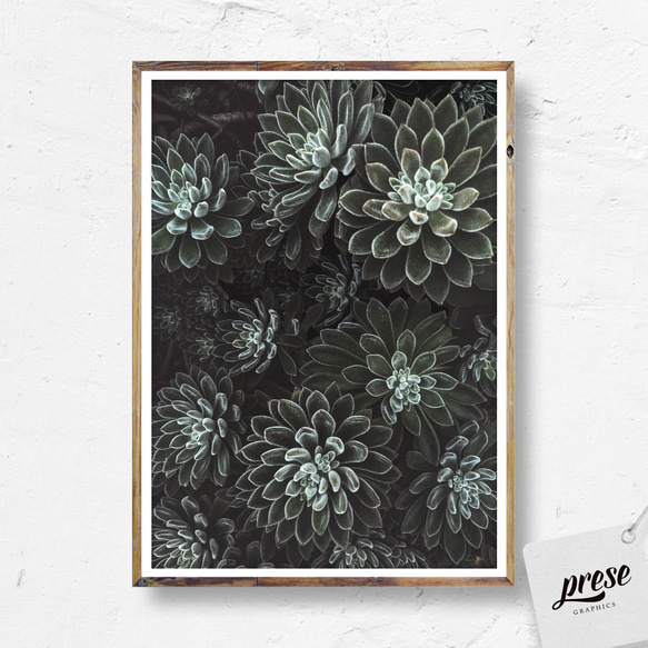 多肉植物のエケベリア、ボタニカルなインテリアポスター 2枚目の画像