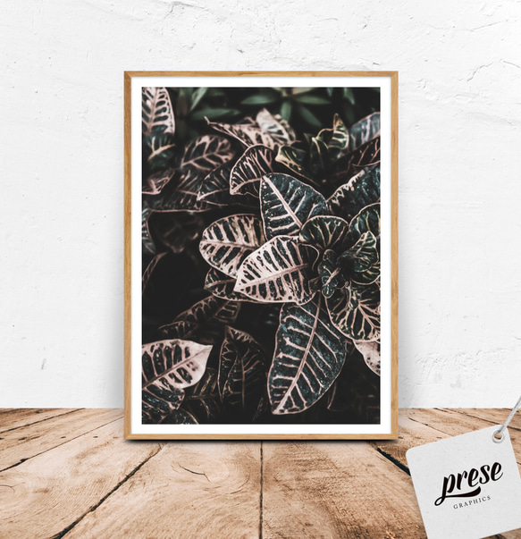 観葉植物フィロデンドロンの葉、ボタニカルポスター 1枚目の画像