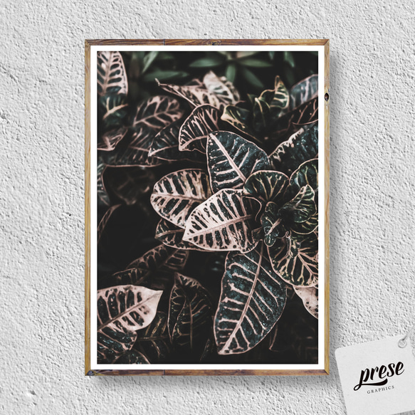 観葉植物フィロデンドロンの葉、ボタニカルポスター 2枚目の画像