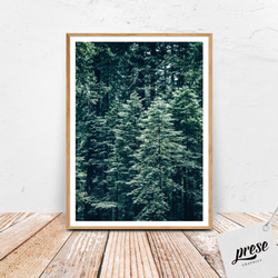 森の一部を切り取った美しい針葉樹コニファー フォレストグリーン ポスター 1枚目の画像