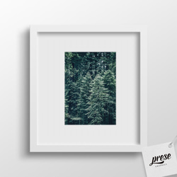 森の一部を切り取った美しい針葉樹コニファー フォレストグリーン ポスター 2枚目の画像