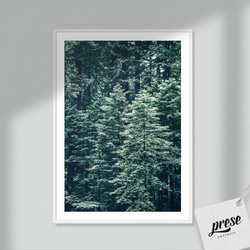 森の一部を切り取った美しい針葉樹コニファー フォレストグリーン ポスター 3枚目の画像