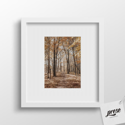オータムパス、秋の森の小道 2枚目の画像