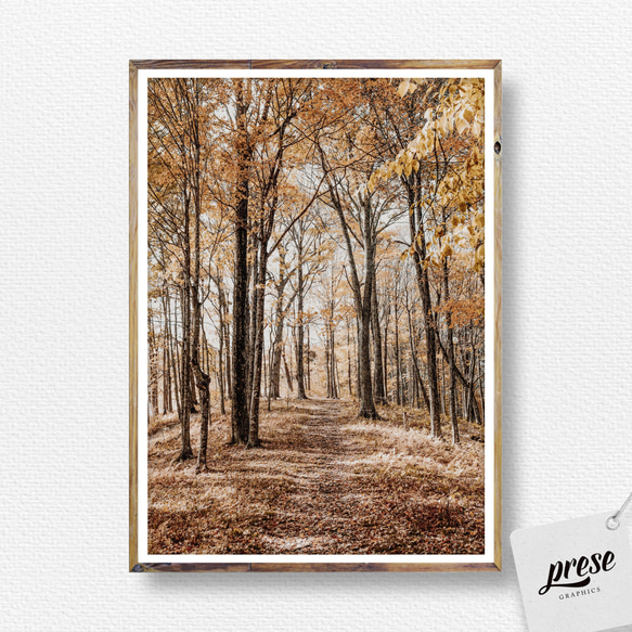 オータムパス、秋の森の小道 3枚目の画像