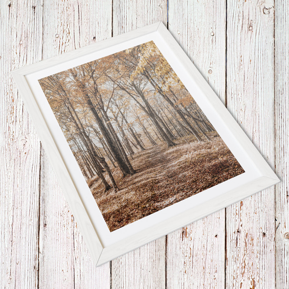 オータムパス、秋の森の小道 5枚目の画像