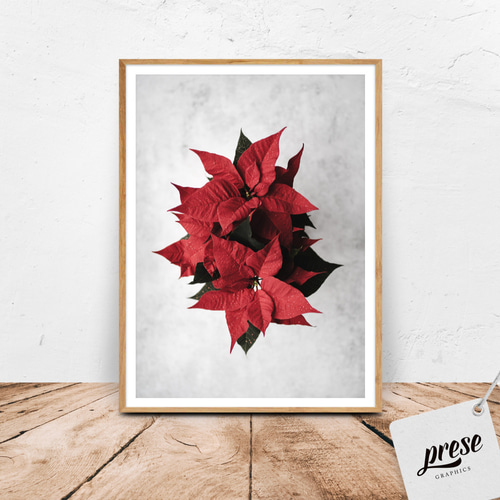油絵 絵画 【赤いポインセチア】 油絵 絵画 【赤いポインセチア】 7349_638c53b65d708.jpg