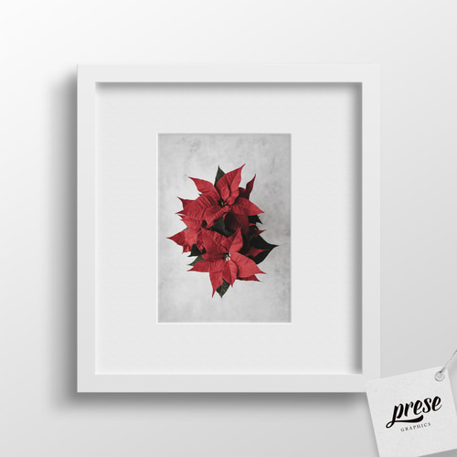 油絵 クリスマスの花 赤 ポインセチア 油絵 クリスマスの花 赤 ポインセチア 油絵 クリスマスの花 赤