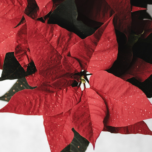 油絵 クリスマスの花 赤 ポインセチア 油絵 クリスマスの花 赤