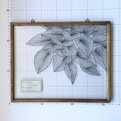 【植物標本シリーズ】ギボウシの切り絵フレーム 3枚目の画像