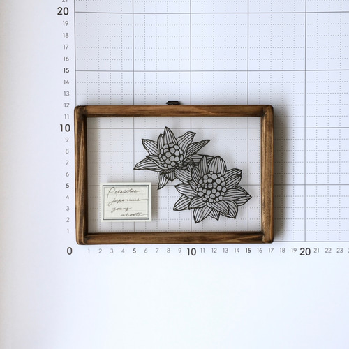 植物標本シリーズ】フキノトウの切り絵フレーム タペストリー・壁掛け