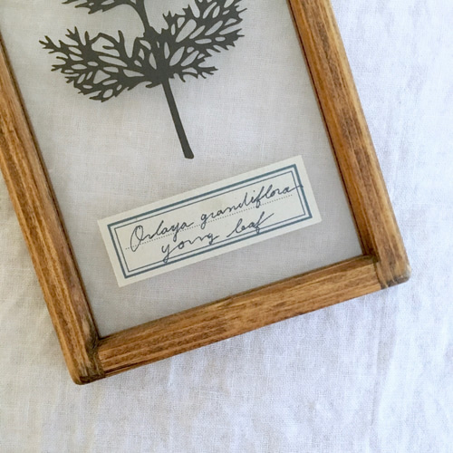 植物標本シリーズ】オルラヤの幼葉の切り絵フレーム タペストリー