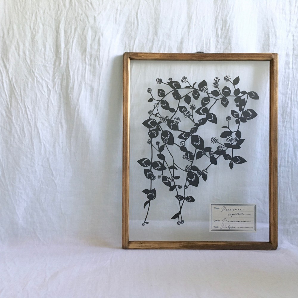 【植物標本シリーズ】ヒメツルソバの切り絵フレーム