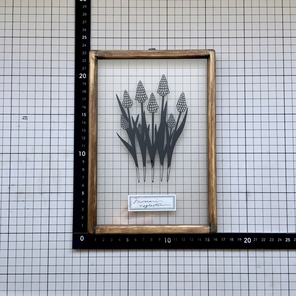 【植物標本シリーズ】ムスカリの切り絵フレーム 3枚目の画像