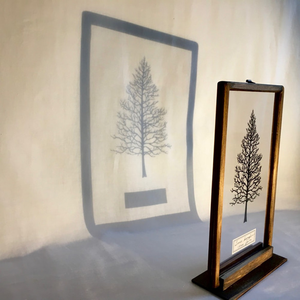 【植物標本シリーズ】カラマツの樹形の切り絵フレーム 2枚目の画像