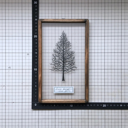 【植物標本シリーズ】カラマツの樹形の切り絵フレーム 3枚目の画像