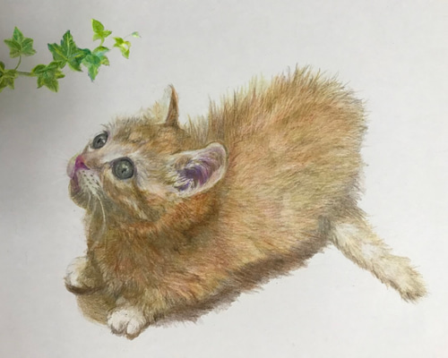 あなたのペットの動物を色鉛筆で描きます。料金確認後、描き始めます為