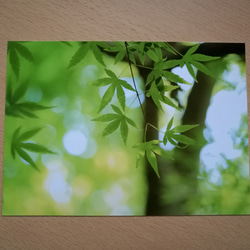 新緑の明るいもみじの写真　2L サイズ 3枚目の画像