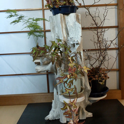 花台　天然木　自然木　花器　枯れ木　4段飾り　オブジェ　置物　流木　送料無料 1枚目の画像