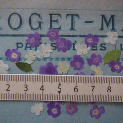 押し花　ランタナ　紫　白・（クリーム色）　ｓｅｔ　小さい　花　キャンドル　ハーバリウム　レジン　素材　花材　 2枚目の画像