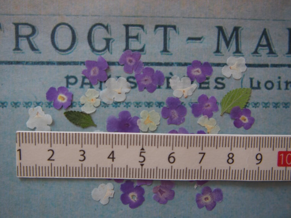 押し花　ランタナ　紫　白・（クリーム色）　ｓｅｔ　小さい　花　キャンドル　ハーバリウム　レジン　素材　花材　 2枚目の画像