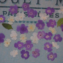 押し花　ランタナ　紫　白・（クリーム色）　ｓｅｔ　小さい　花　キャンドル　ハーバリウム　レジン　素材　花材　 3枚目の画像