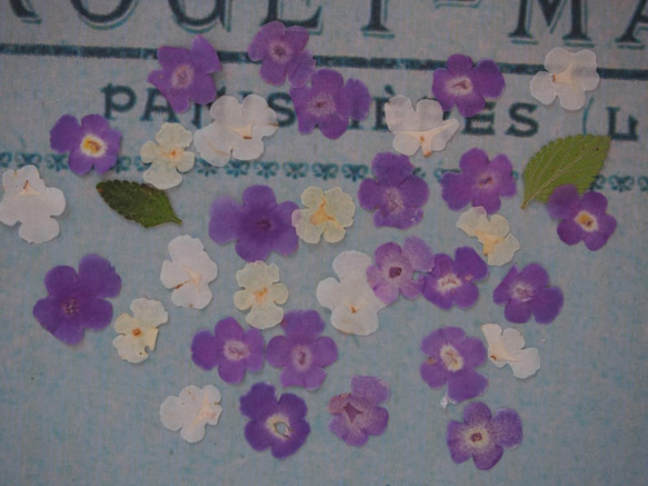 押し花　ランタナ　紫　白・（クリーム色）　ｓｅｔ　小さい　花　キャンドル　ハーバリウム　レジン　素材　花材　 3枚目の画像