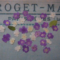 押し花　ランタナ　紫　白・（クリーム色）　ｓｅｔ　小さい　花　キャンドル　ハーバリウム　レジン　素材　花材　 4枚目の画像