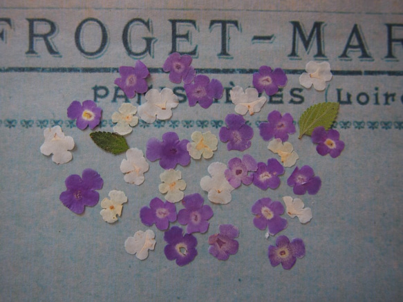 押し花　ランタナ　紫　白・（クリーム色）　ｓｅｔ　小さい　花　キャンドル　ハーバリウム　レジン　素材　花材　 4枚目の画像