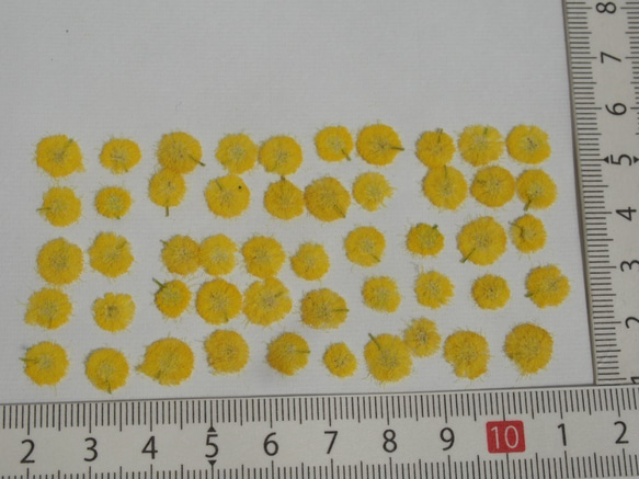 【専用ページ】ミモザ　押し花　花　500個　 3枚目の画像