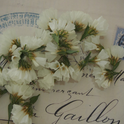 ◇花材◇ホワイトスターチスヘッド◇ハーバリウム◇レジン  