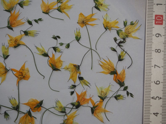 押し花 メラスフェルラ　レジン　キャンドル　スマホケース　封入　素材　花材　ボタニカル　オレンジ 3枚目の画像