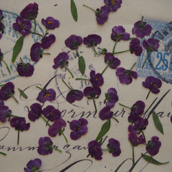 アリッサム 押し花　紫　120個　小花　キャンドル　ハーバリウム　レジン　素材　花材 1枚目の画像