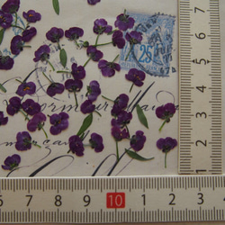 アリッサム 押し花　紫　120個　小花　キャンドル　ハーバリウム　レジン　素材　花材 2枚目の画像