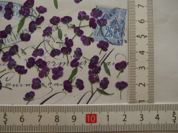 アリッサム 押し花　紫　120個　小花　キャンドル　ハーバリウム　レジン　素材　花材 2枚目の画像