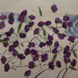 アリッサム 押し花　紫　120個　小花　キャンドル　ハーバリウム　レジン　素材　花材 3枚目の画像