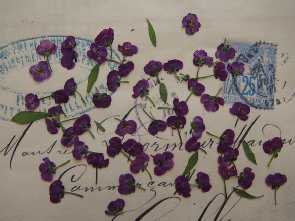 アリッサム 押し花　紫　120個　小花　キャンドル　ハーバリウム　レジン　素材　花材 3枚目の画像