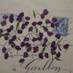 アリッサム 押し花　紫　120個　小花　キャンドル　ハーバリウム　レジン　素材　花材 4枚目の画像