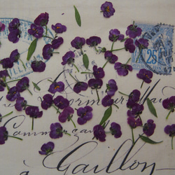 アリッサム 押し花　紫　120個　小花　キャンドル　ハーバリウム　レジン　素材　花材 5枚目の画像