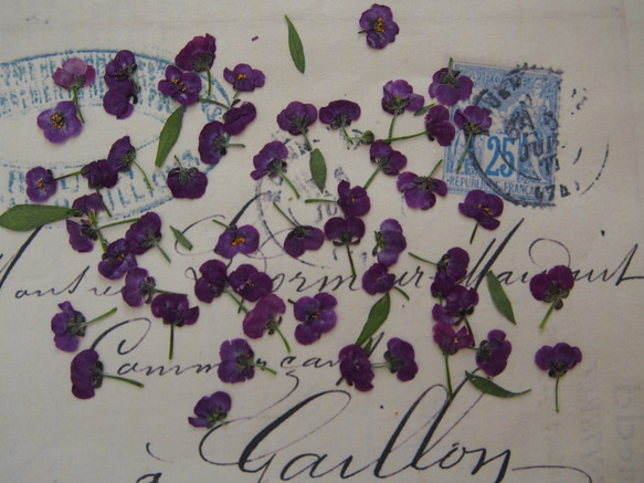 アリッサム 押し花　紫　120個　小花　キャンドル　ハーバリウム　レジン　素材　花材 5枚目の画像