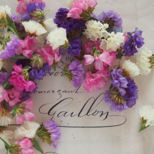 ◇花材◇ホワイトスターチスヘッド◇ハーバリウム◇レジン  