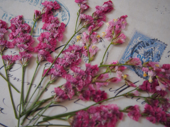 押し花　スターチス　ピンク　20本　レジン　キャンドル　ハーバリウム　素材　花材　封入　ボタニカル 5枚目の画像