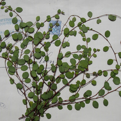 無農薬 ユーカリポポラス 切り枝 ネコポス入るだけ その他素材